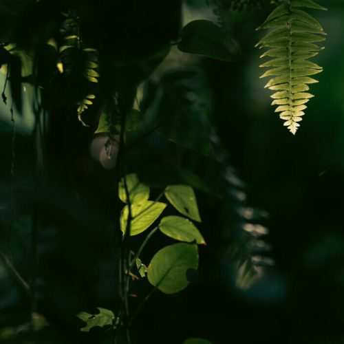 banner background of tropical forest landscape scene for using in concept of environmental ecology and sustainable energy or Earth day, wild wood scenic using for wallpaper of spa and tourism